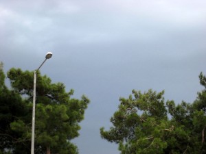 IMG_1726