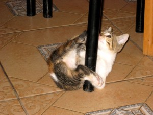 IMG_1743
