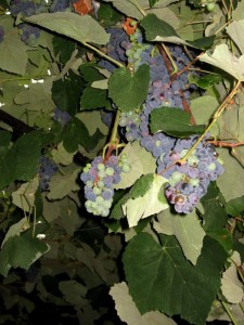 IMG_1790